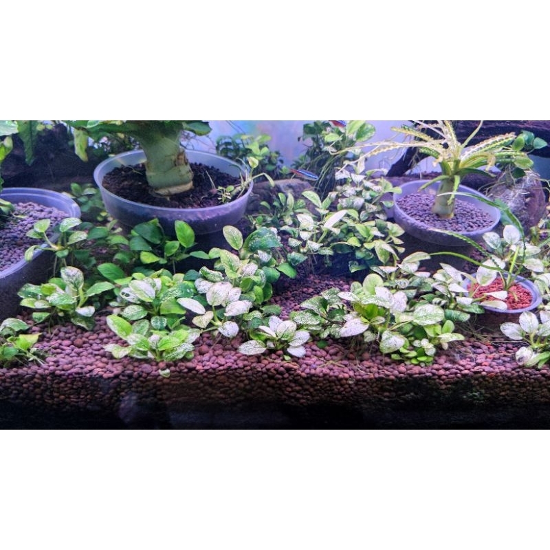 Anubias Pinto | Tanaman Aquascape | Tanaman air anubias