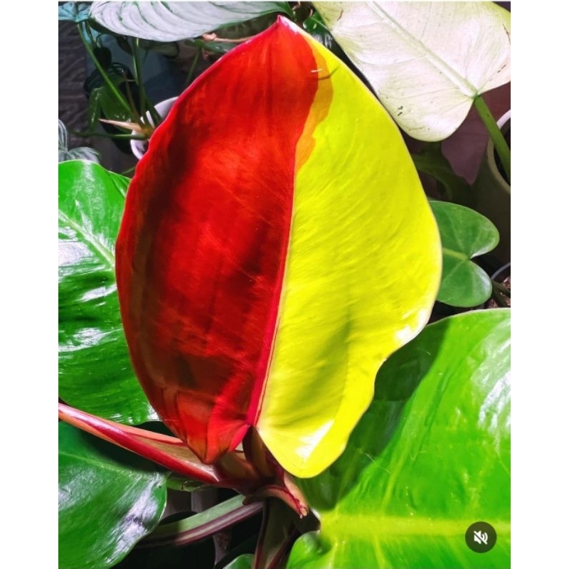 Tanaman Hias Philodendron Red Moon Bunga Hias Philodendron Red Moon Anakan Murah Tanaman Hias Hidup 