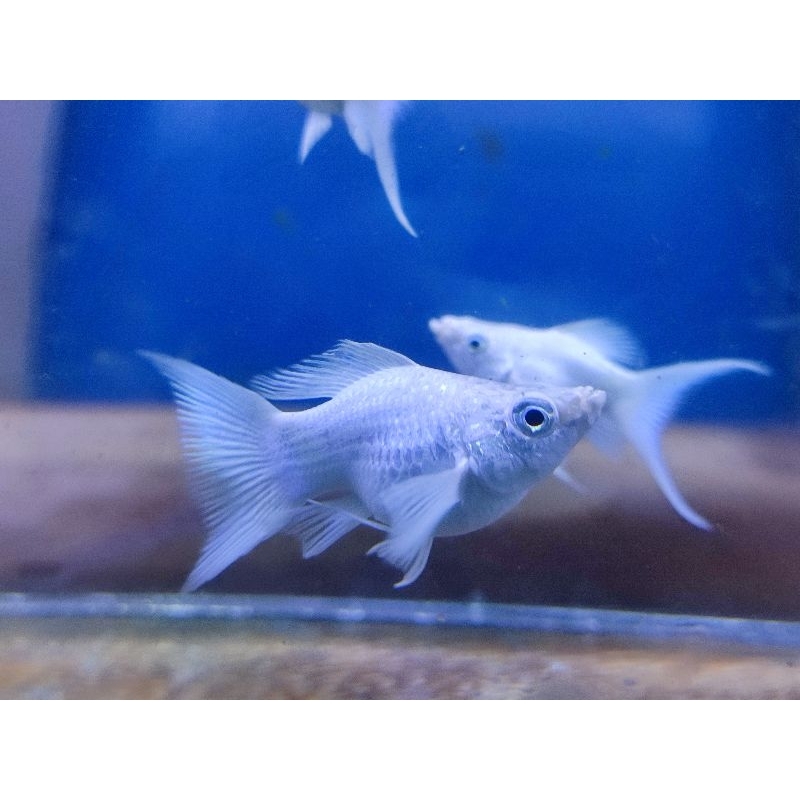 MOLLY PLATINUM CAWANG