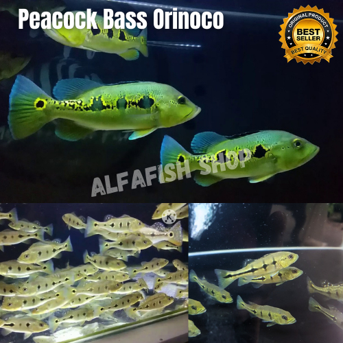 Pbass Orinoco/ Peacock Bass Orinoco/ Predator/ size 6-8cm