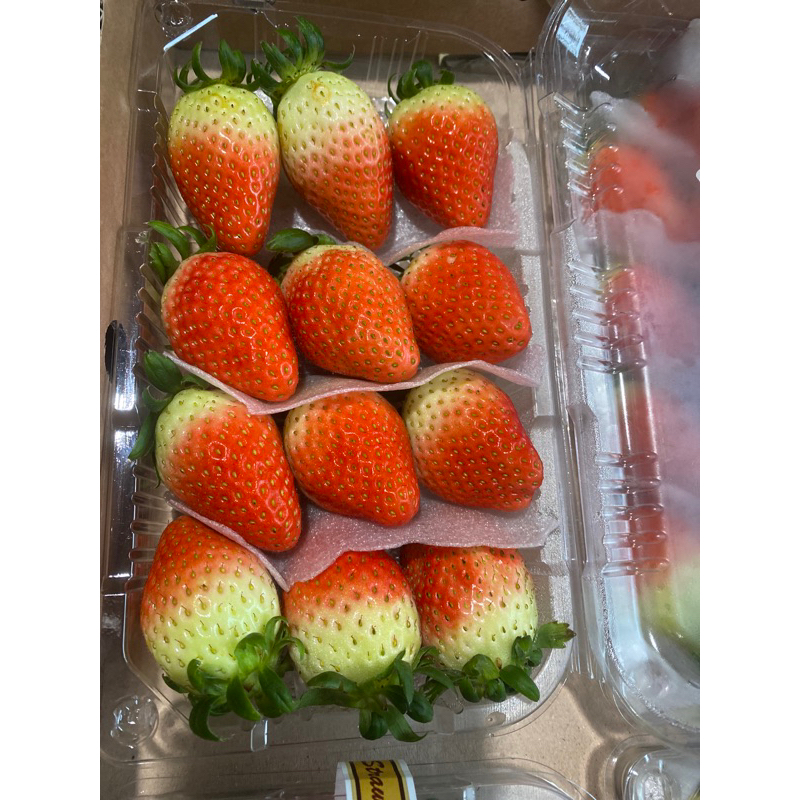 FRESH4YOU_STRAWBERRY KOREA STRAWBERRY MANIS BESAR STRAWBERRY