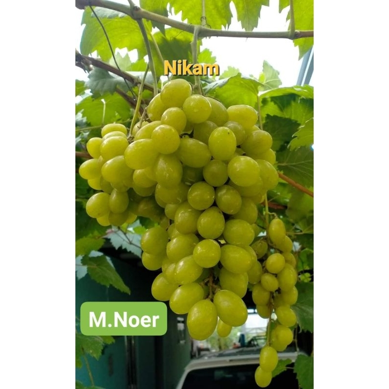 

Buah Anggur Nikola Amati