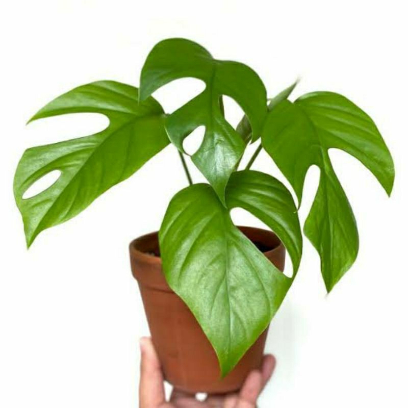 tanaman hias monstera rhaphidophora pertusa