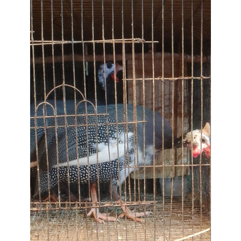 AYAM MUTIARA SEPASANG DEWASA