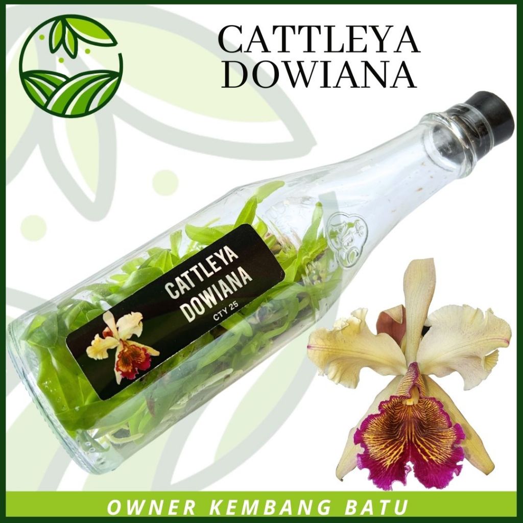Bibit Anggrek Botol Cattleya DOWIANA Bunga Besar Wangi Tanaman Koleksi