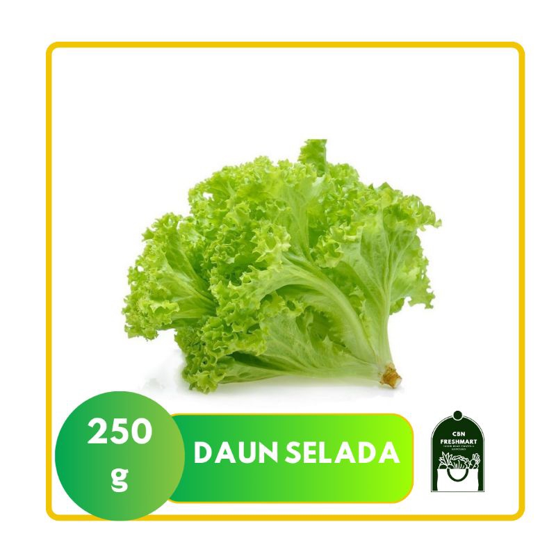 

DAUN SELADA / SAYUR SELADA