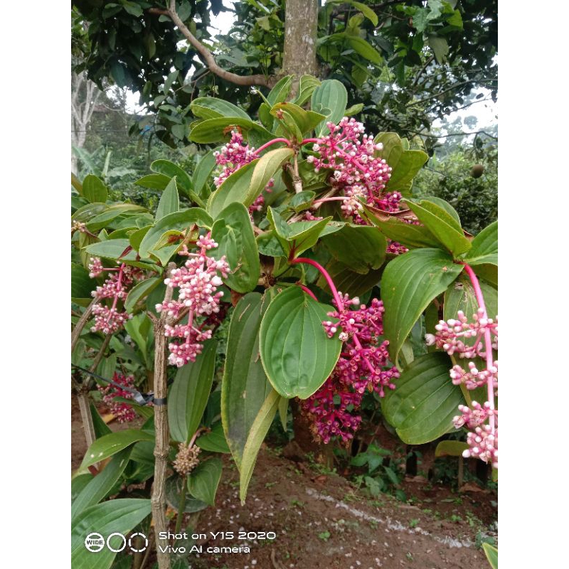 

buah parijoto