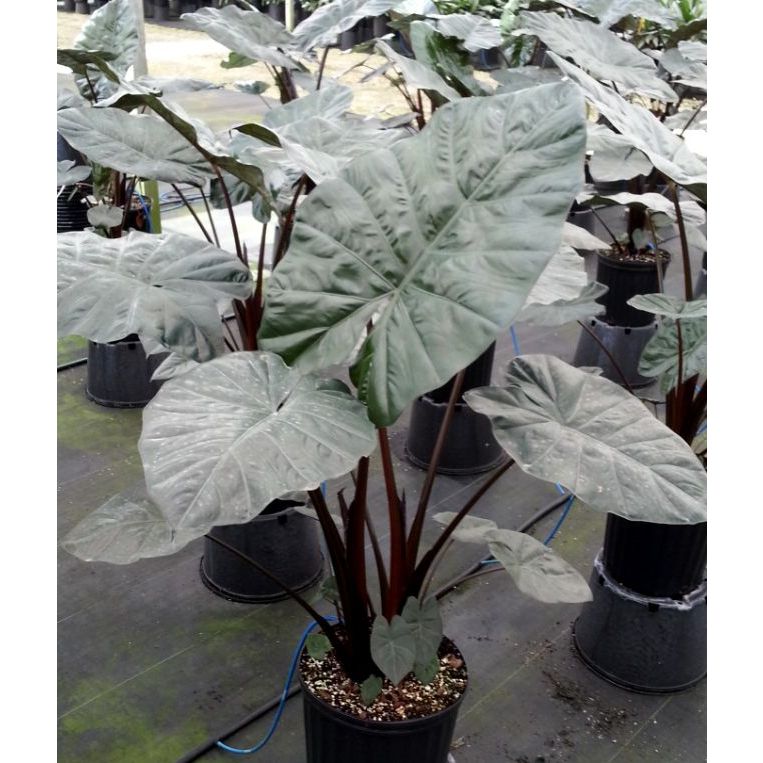 Tanaman HIas Alocasia Yucatan Jumbo