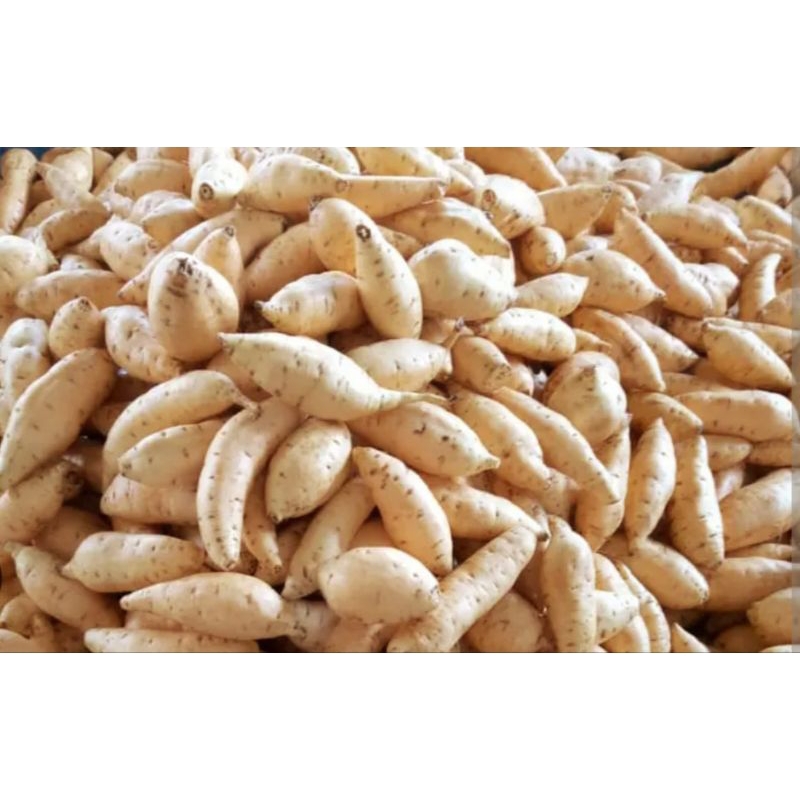 

umbi cilembu / madu mentah