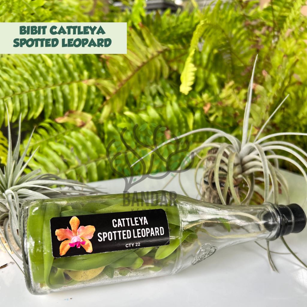 Bibit Anggrek Cattleya Botolan Spotted Leopard Bunga Anggrek Harum