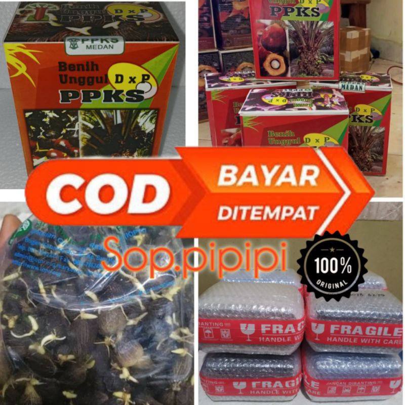 BENIH KECAMBAH SAWIT PPKS 239 UNGGUL ASLI MEDAN 250 BUTIR (Kecambah berkualitas tinggi/siap tanam).