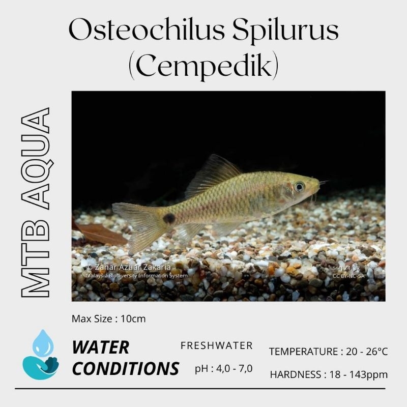 Ikan lokal pemakan lumut | Osteochilus Spilurus | Cempedik