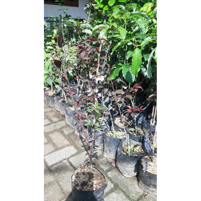 paket 2 bibit plum ungu bonus bibit strawberry