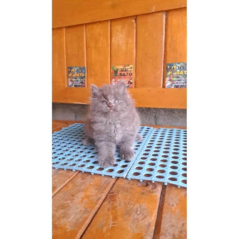 Kitten Persia Abu Solid