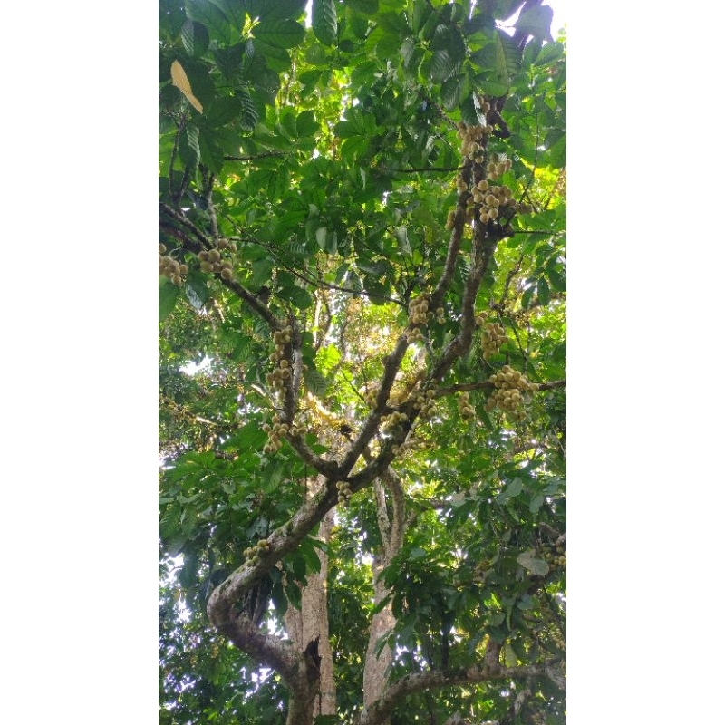 

BUAH duku manis yg minat partai besar boleh .siap kirim kemana pun. perkilo