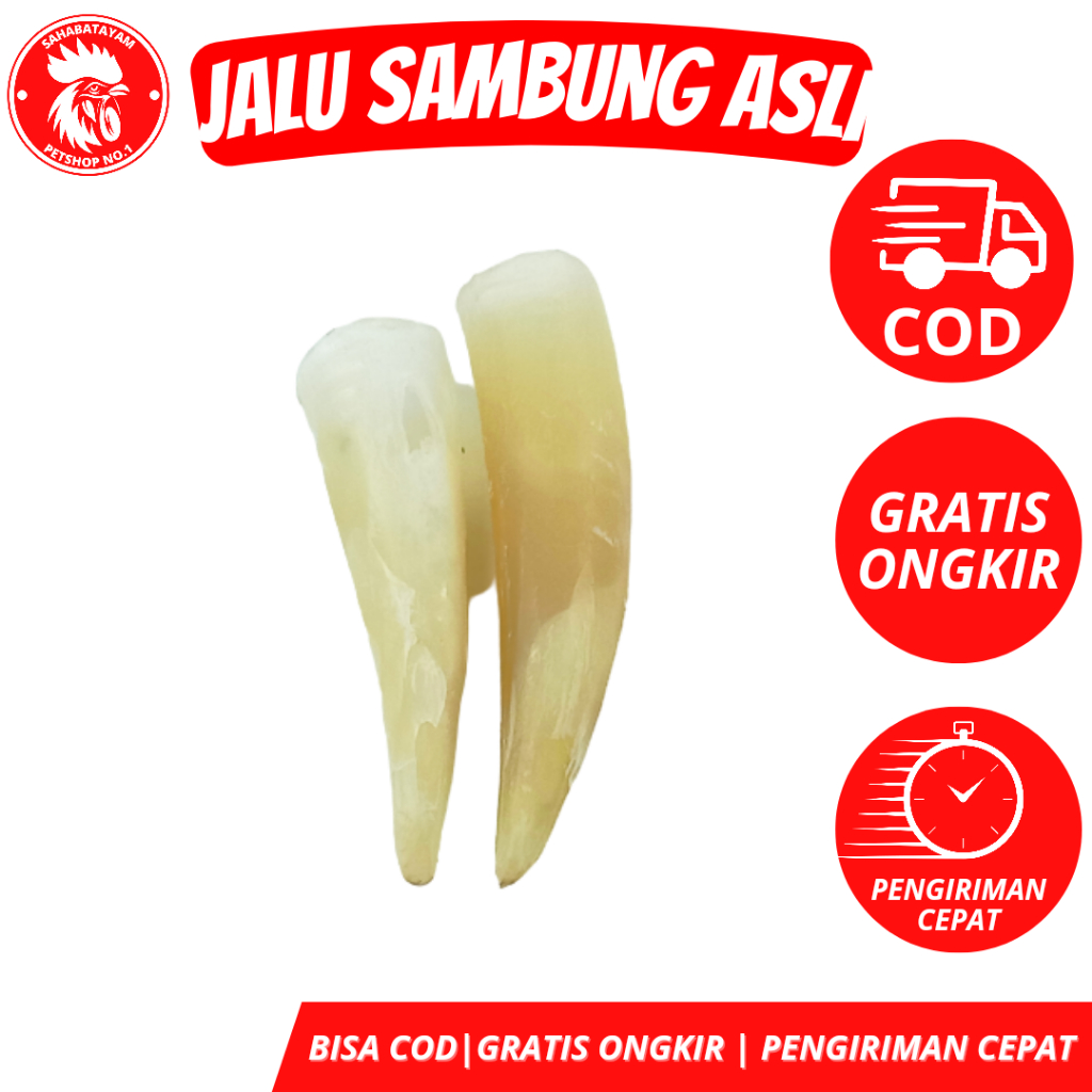 Jalu Sambung Ayam Asli Taji Ayam Sambung  jalu sambung ayam taji ayam jalu ayam jalu ayam aduan jalu