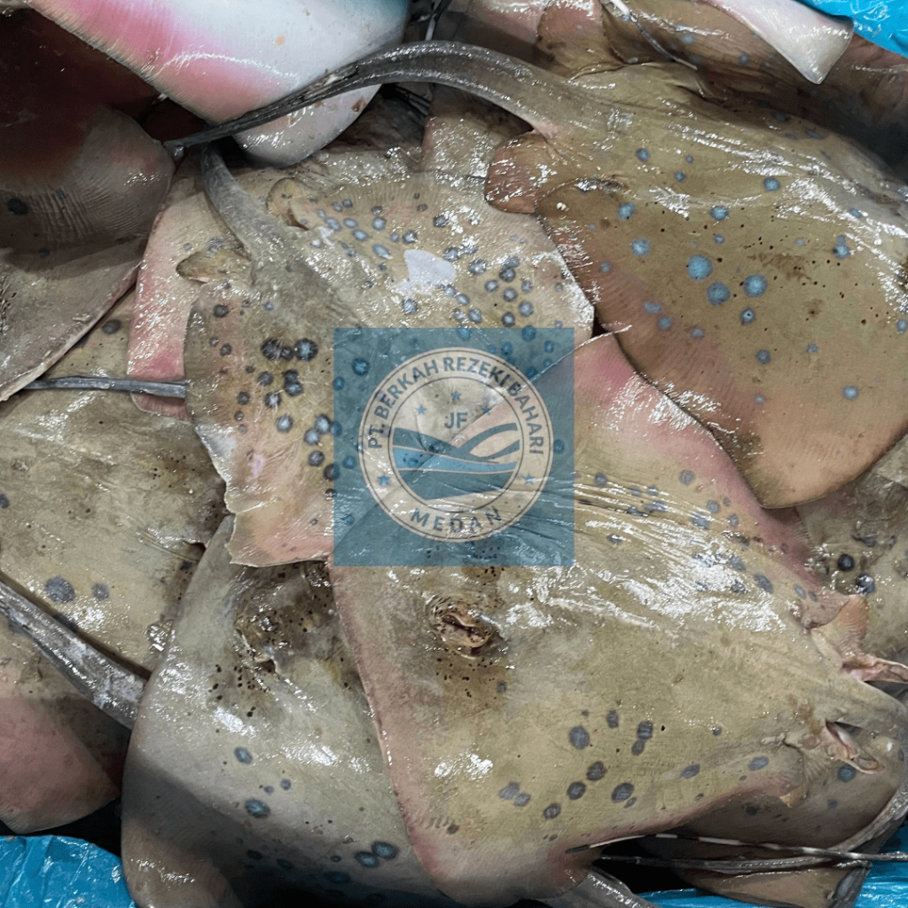 

Ikan Pari Karang (Tuko) Segar per kg