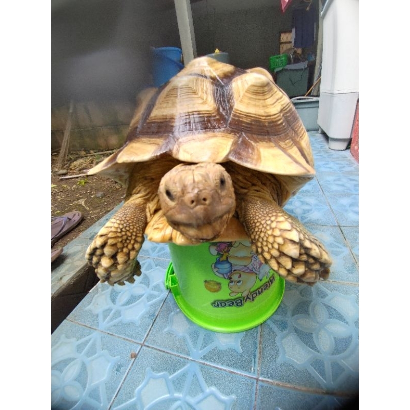 Indukan Sulcata Jumbo Sepasang 42cm++