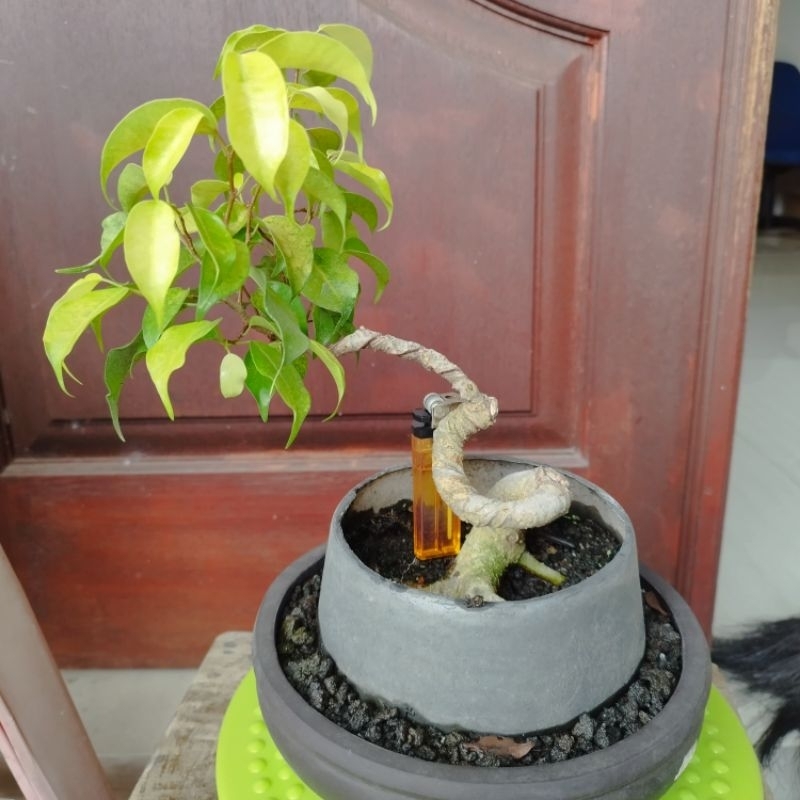 Bonsai Beringin Taipe Mame