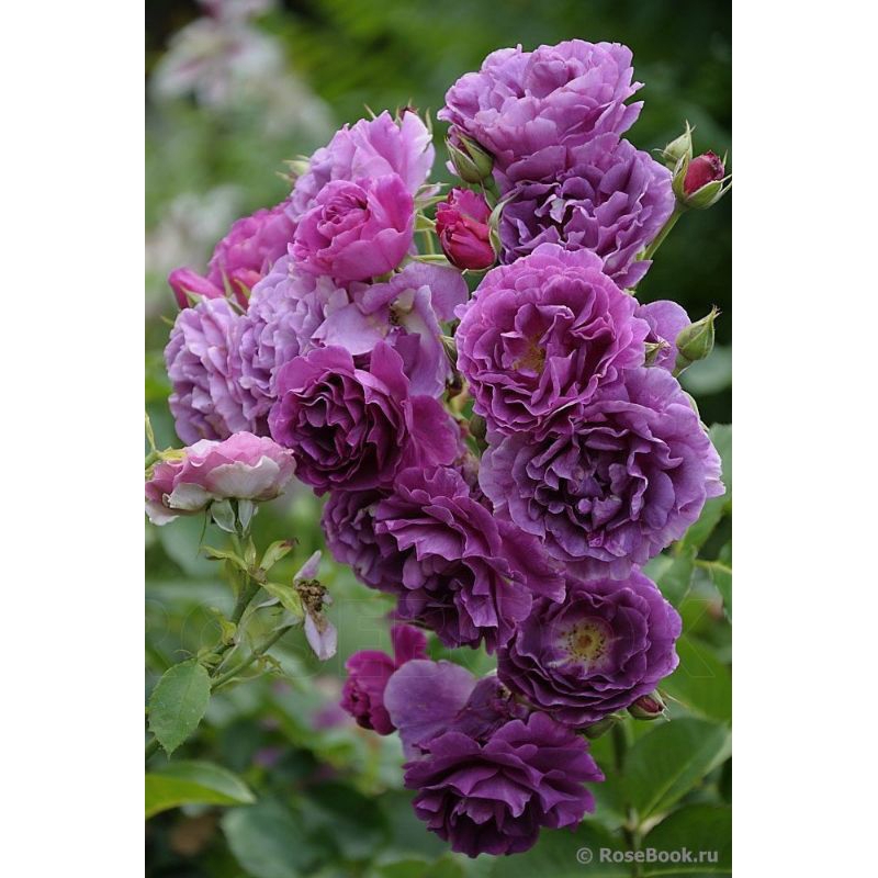 Mawar Import MINERVA - Mawar import murah - tanaman hias - mawar ungu