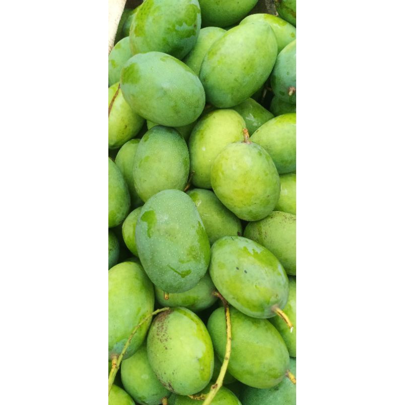 

MANGGA KWENI FRESS1KG