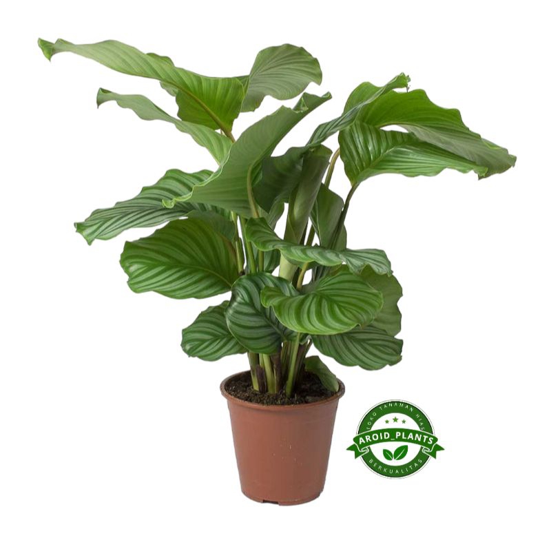 Tanaman Hias Calathea Orbifolia - Calathea Orbifolia