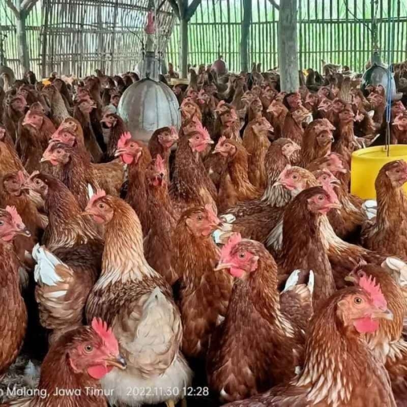 

ayam merah sehat segar bersertifikat dokter