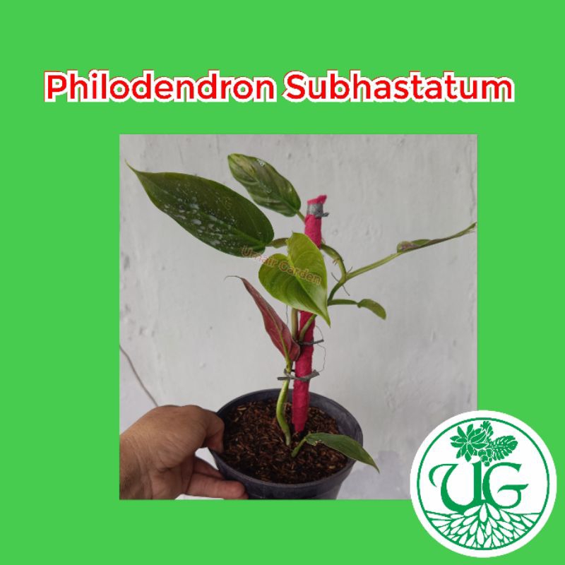 Philodendron Subhastatum