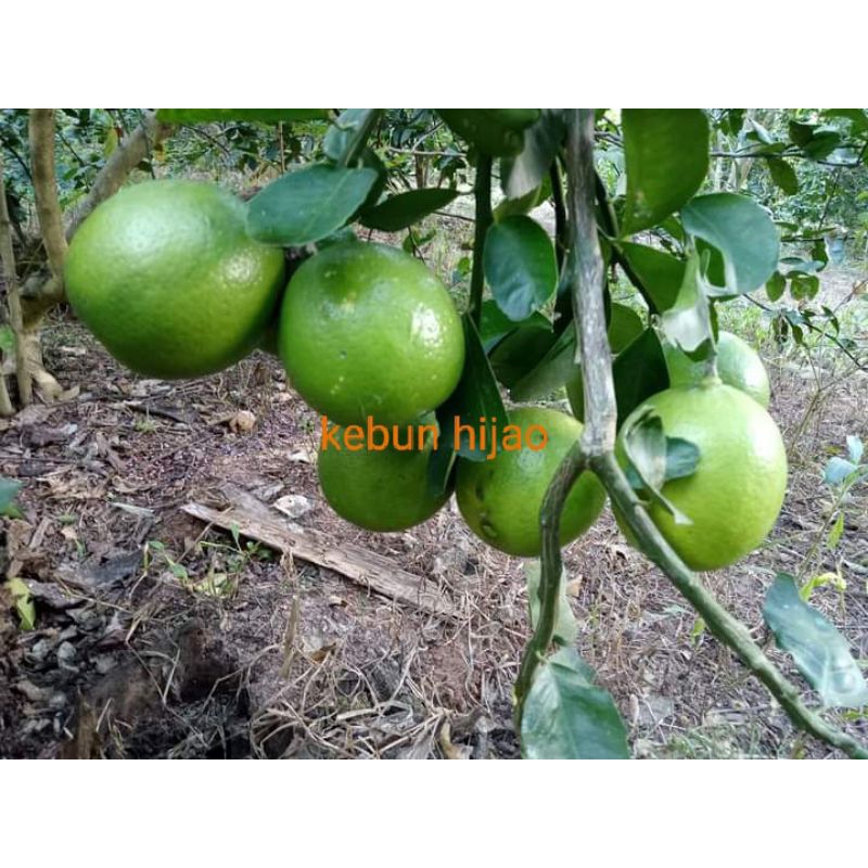 Bibit Jeruk Lemon California Jumbo / Kebun Hijao