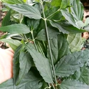 

100 gram - Daun Belalai Gajah Dandang Gendis Dandang Gulo (Clinacanthus nutans) Daun Kalingsir segar