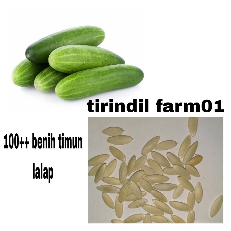 100++ benih timun lalap ,timun lalap (bonteng) benih timun unggul siap tanam/timun lalap