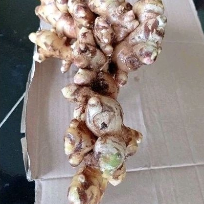 

Jahe gajah putih jahe jumbo per 1000 kg