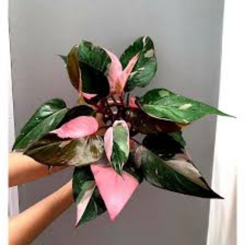 Tanaman Philodendron pink princess (philodendron erubescens) remaja