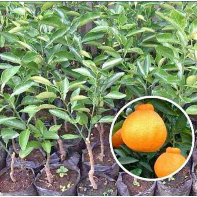 bibit jeruk dekopon okulasi