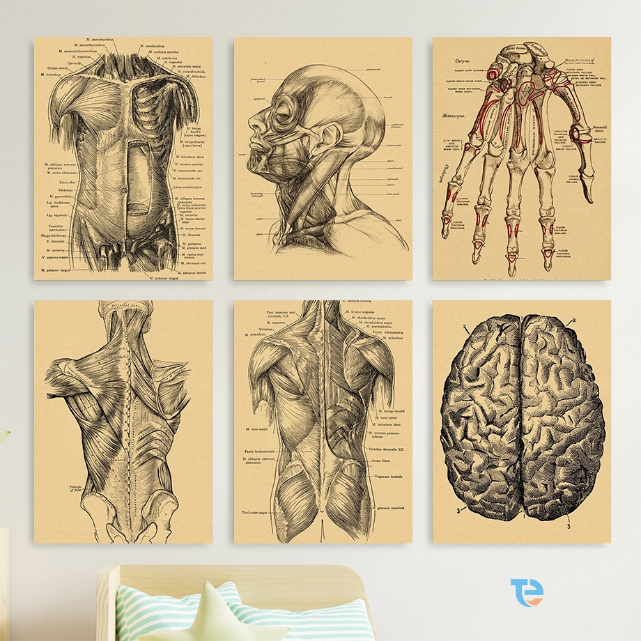 Poster Anatomi Tubuh Manusia Hiasan Dinding Ilustrasi Vintage Retro Cetakan Tulang Rusuk/Hati Manusi
