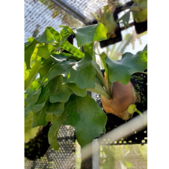 Platycerium Panama induk