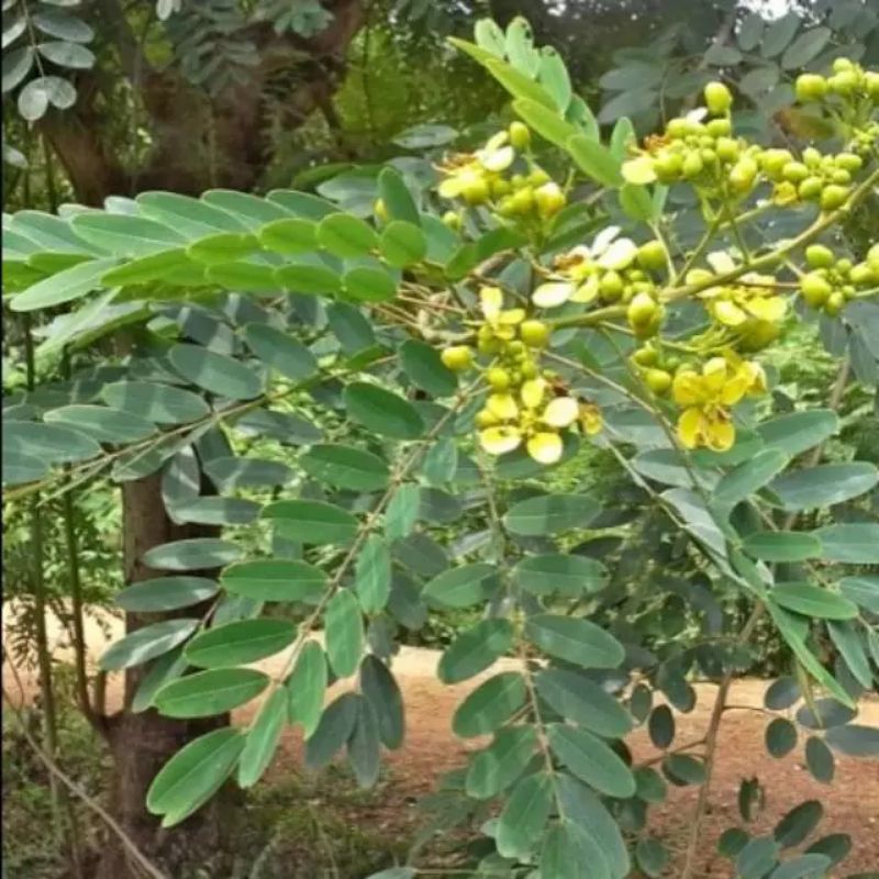 

500g daun Johar herbal