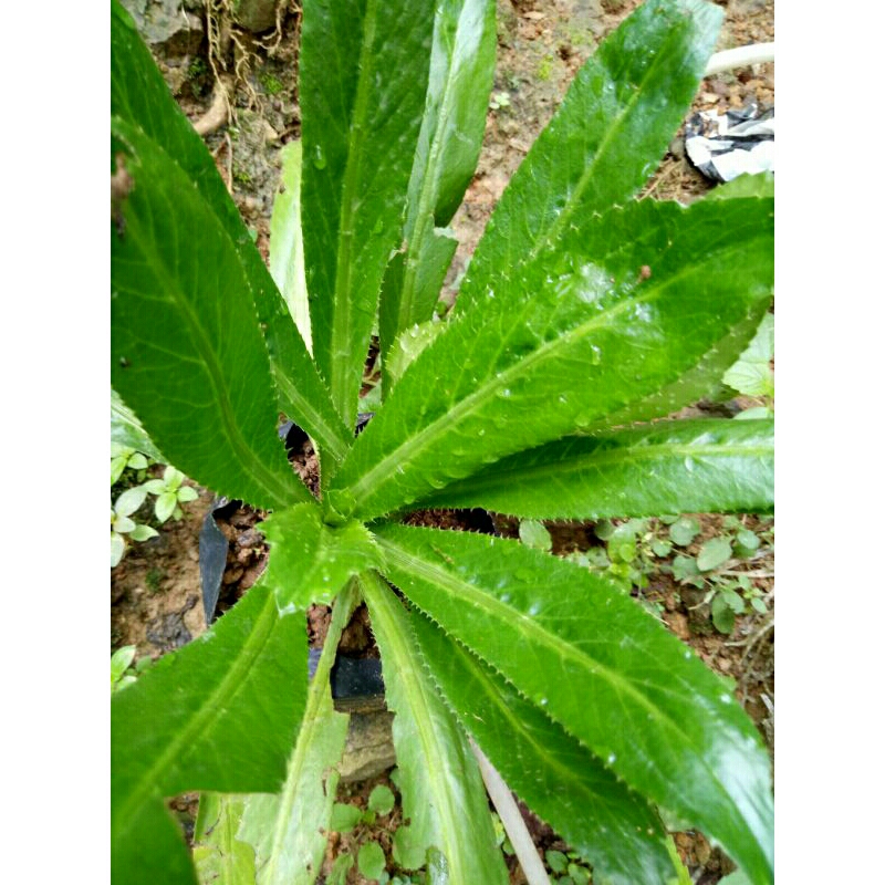 

Daun walang sangit segar/ketumbar jawa 100grm (Eryngium foetidum)