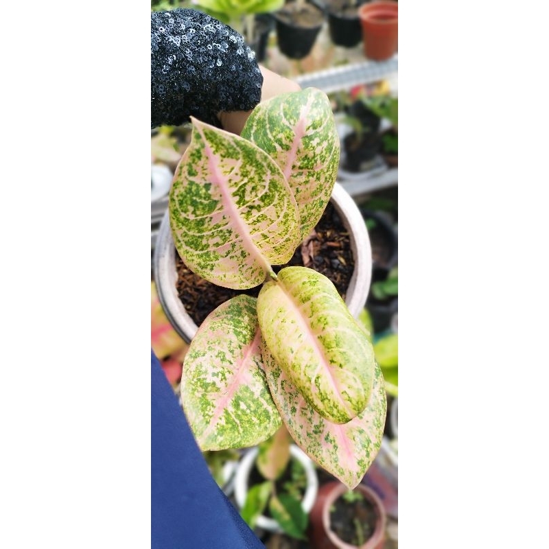 Aglonema Harley queen