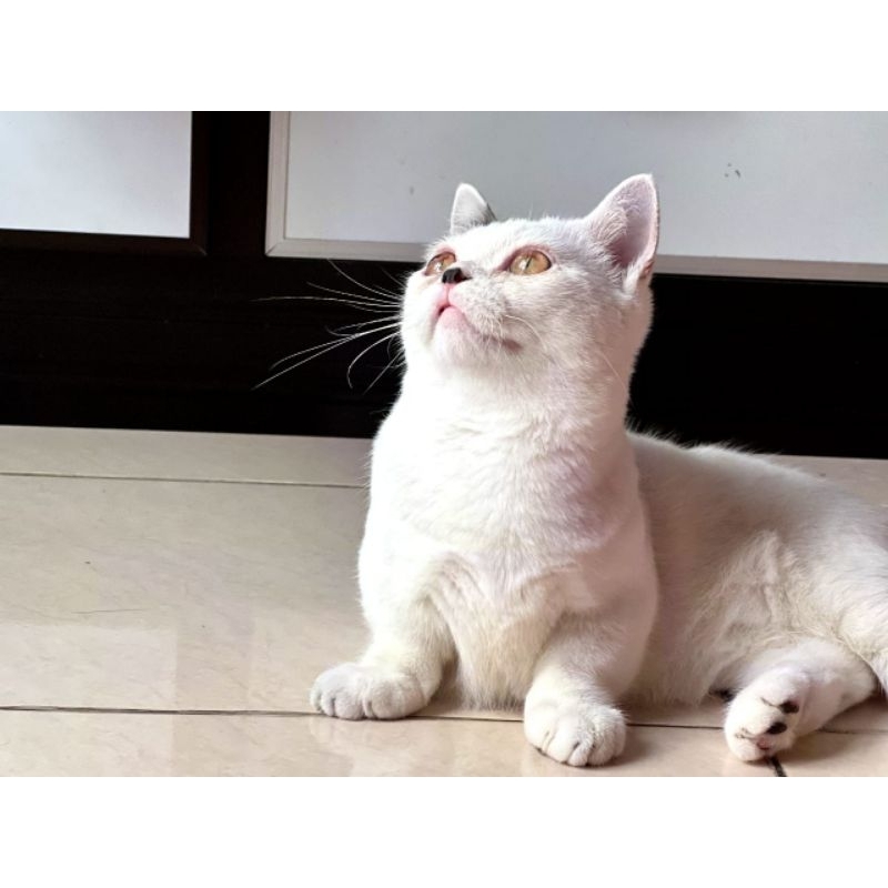 bsh munchkin gemoy pintar anakan import kwalitas super foto parents di akhir