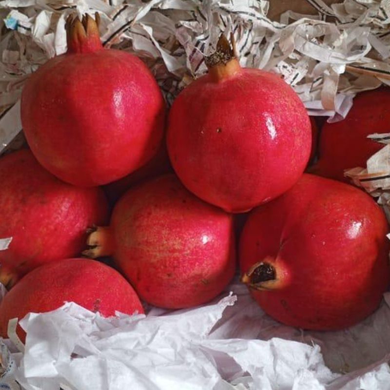 

BUAH DELIMA MERAH / POMEGRANATE IMPORT 1 DUS FRESH