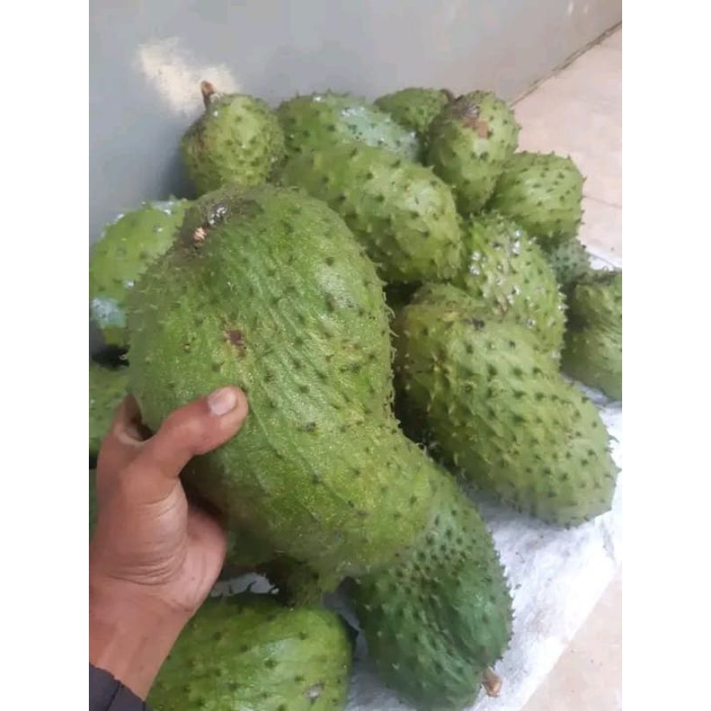 BUAH SIRSAK /NANGKA WALANA SEGAR FRESH 1KG