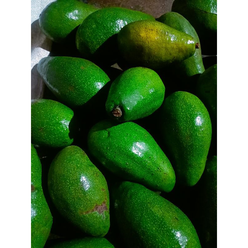 

alpukat mentega isi 3-4