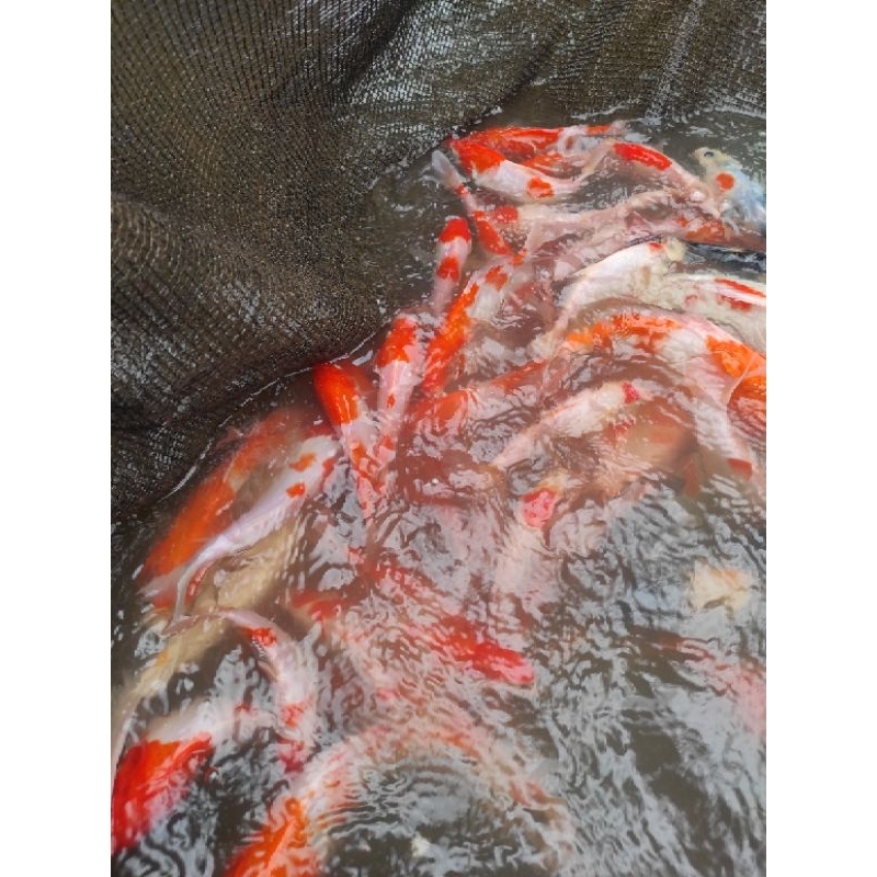KOI (KOHAKU,SANKE,TANCO,BENIGOI)DLL