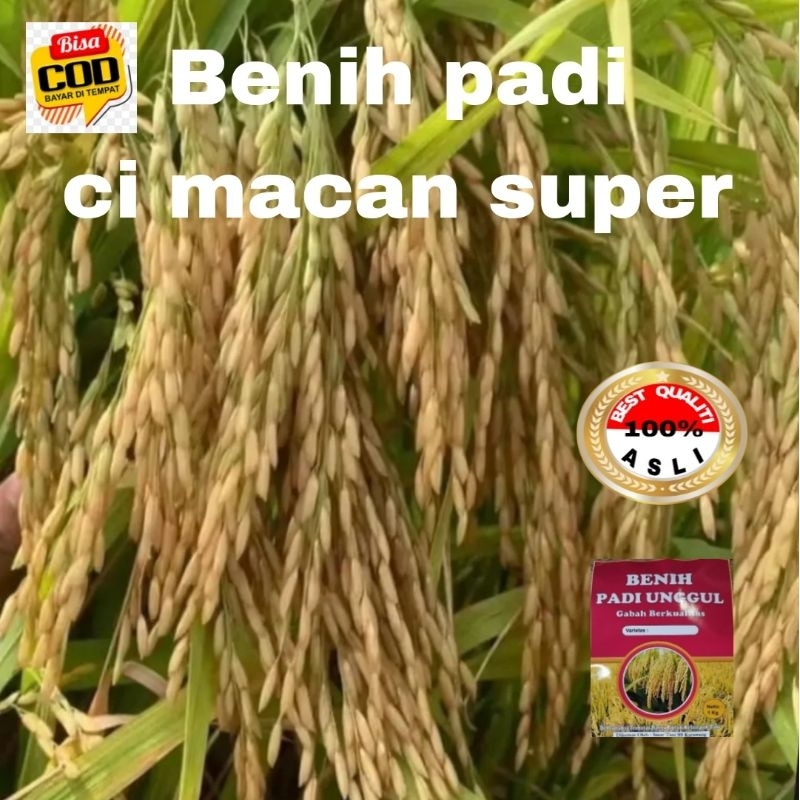 BENIH PADI CIHERANG MACAN UNGGUL KUALITAS 1kg