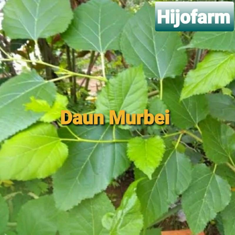 

Daun Murbei Segar 100 Gr