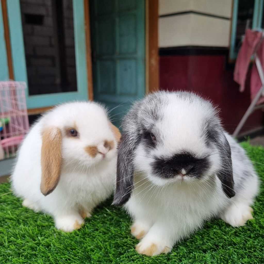 Kelinci Hias Lucu Holland Lop Anakan
