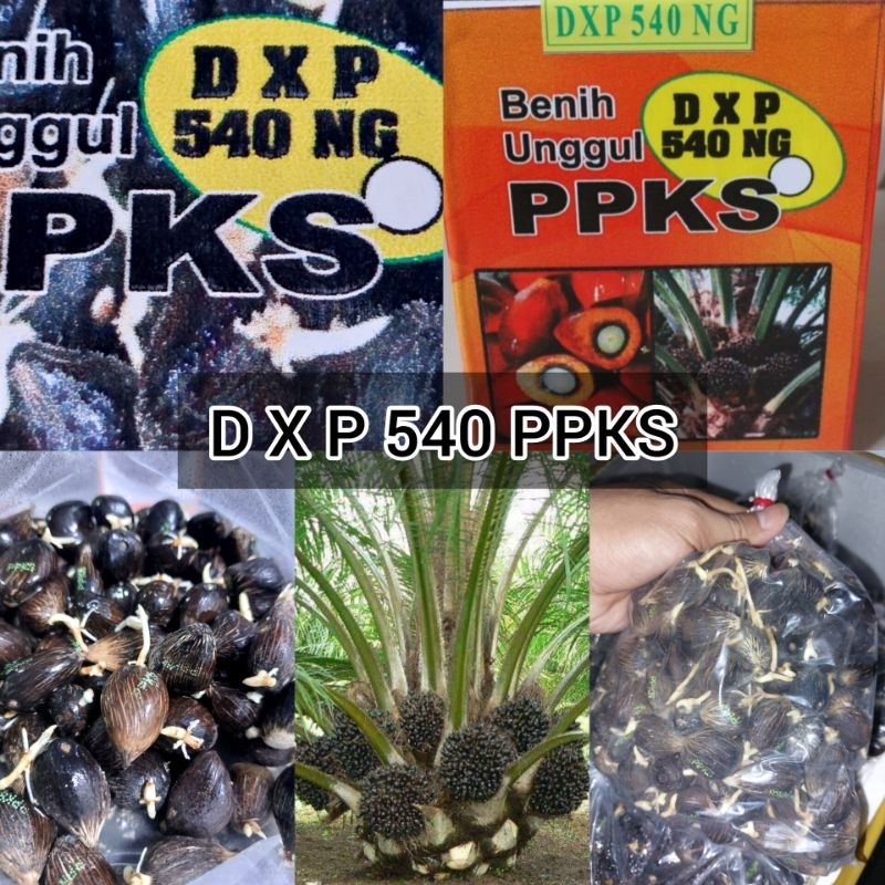 bibit kecambah sawit dxp ppks 540 berkualitas unggul