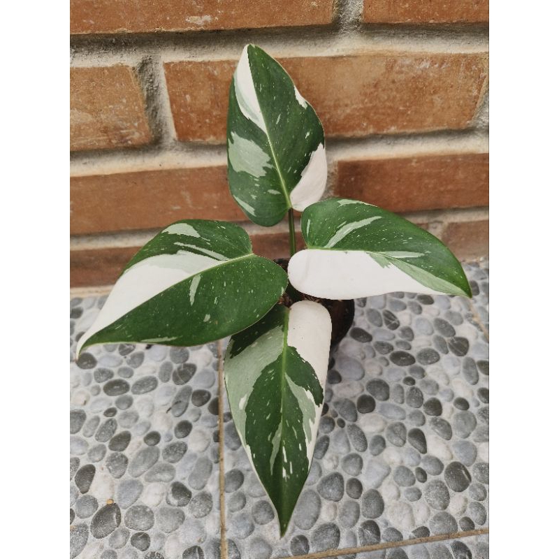 philodendron white princess