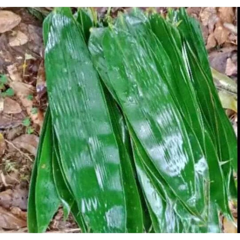 

DAUN BAMBU SEGAR UNTUK BUNGKUS BACANG MURAH HEMAT 100LEMBAR!!!!